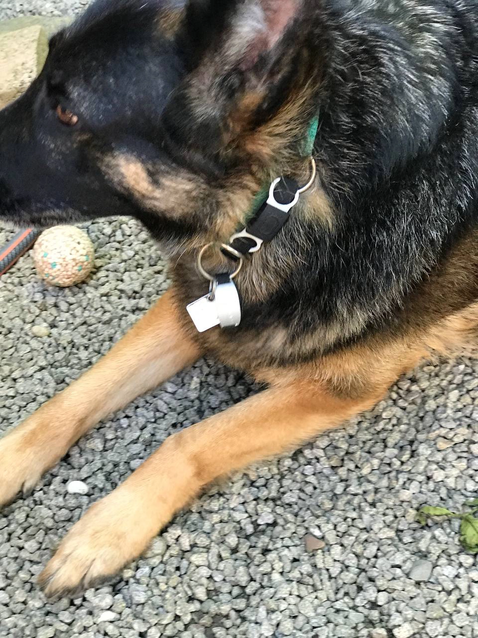 Quantarq-Animal-medium(1)